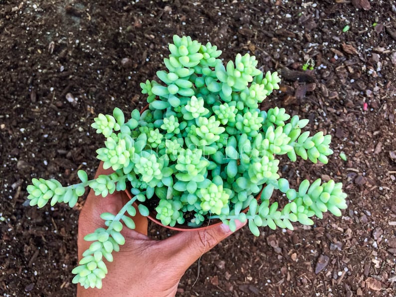 Sedum Burro\u2019s Tail Succulent Plant Cute Pot Donkey Tail Plant Succulents Donkey/'s Tail Plant Terrarium Hanging Plant Sedum Morganianum