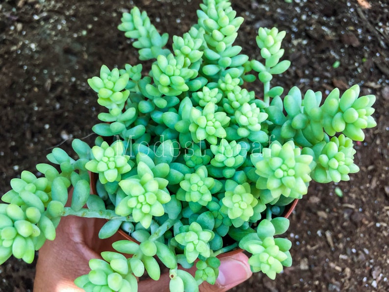 Sedum Burro\u2019s Tail Succulent Plant Cute Pot Donkey Tail Plant Succulents Donkey/'s Tail Plant Terrarium Hanging Plant Sedum Morganianum