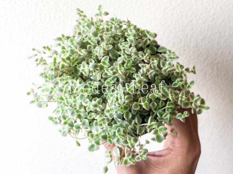 Sedum Little Missy Exotic Succulent Plant Sedum Little Missy Ground Cover Long Strand Succulent Ground Cover Succulent Rare Plant 4 in Pot