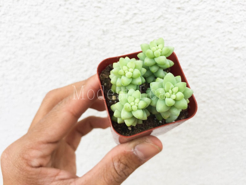 Sedum Burro\u2019s Tail Succulent Plant Cute Pot Donkey Tail Plant Succulents Donkey/'s Tail Plant Terrarium Hanging Plant Sedum Morganianum
