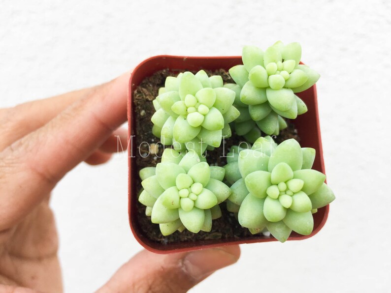 Sedum Burro\u2019s Tail Succulent Plant Cute Pot Donkey Tail Plant Succulents Donkey/'s Tail Plant Terrarium Hanging Plant Sedum Morganianum
