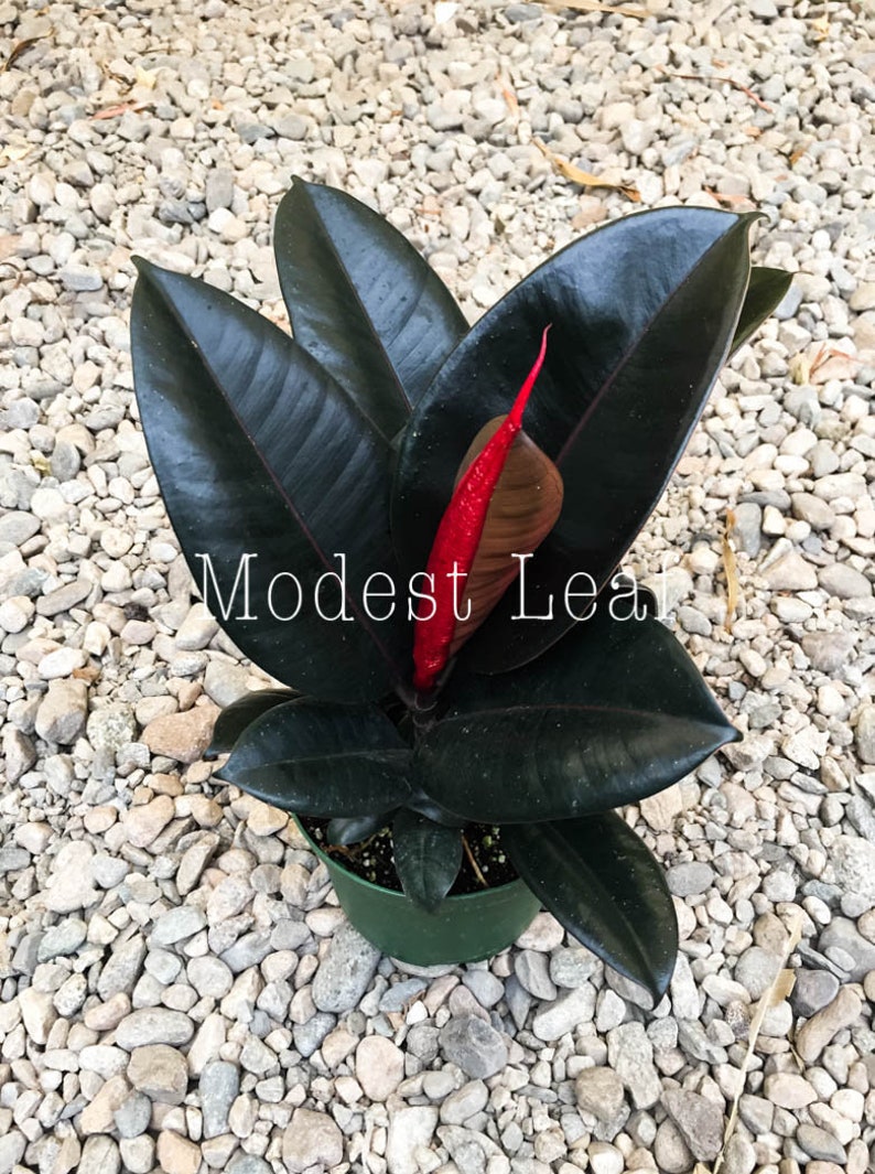 Rubber Tree Plant Ficus Elastica Burgundy FICUS BURGUNDY Indoor Houseplant Easy to Grow Small Medium or Large Plant Live House Plants Gift