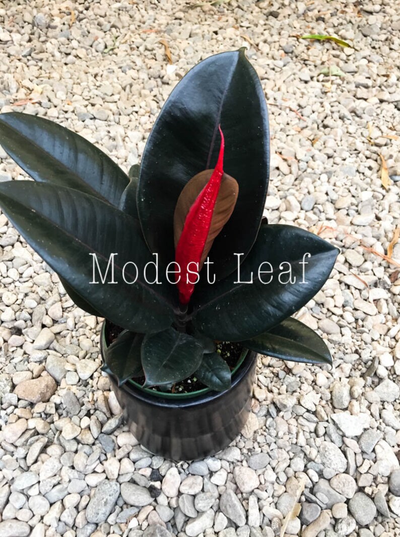 Rubber Tree Plant Ficus Elastica Burgundy FICUS BURGUNDY Indoor Houseplant Easy to Grow Small Medium or Large Plant Live House Plants Gift