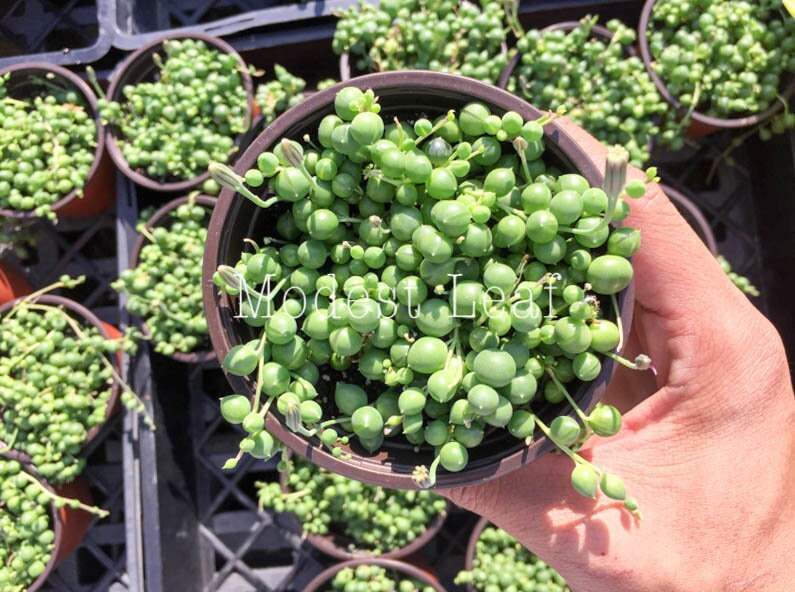 String of Pearls Succulent Succulent Senecio Rowleyanus String Etsy