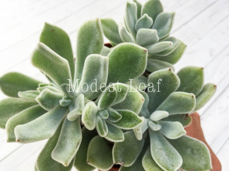 Echeveria Pulvinata Frosty White Chenille Plant Live Succulent Plant Miniature Fairy Garden Exotic Succulent Rare Plant Echeveria Pulvinata