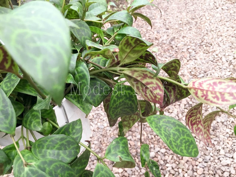 Rare Zebra Basket Vine Aeschynanthus Marmoratus Hanging Vine Plant Indoor Plant Gift Lipstick Plant Black Pagoda Easy Care Plant 6INCH