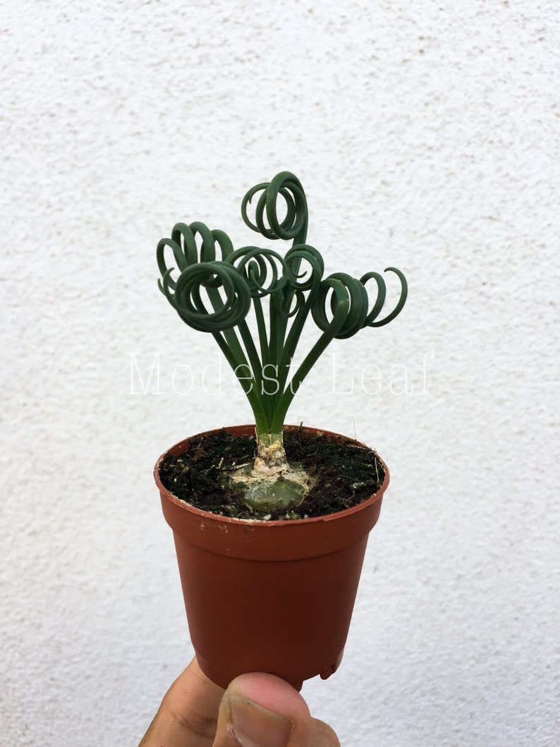 LIMITED Frizzle Sizzle Plant Albuca Spiralis LIVE Plant House Plant Frizzle Sizzle Plant Unique Curly Foliage Bulb Plant Plant Gift