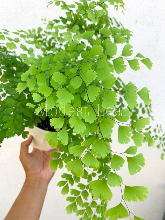 Maiden Hair Fern Adiantum Live House Plant Maidenhair Fern Etsy