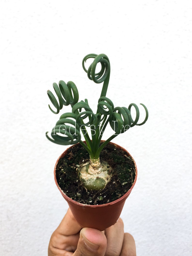 LIMITED Frizzle Sizzle Plant Albuca Spiralis LIVE Plant House Plant Frizzle Sizzle Plant Unique Curly Foliage Bulb Plant Plant Gift