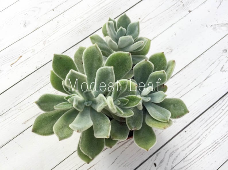 Echeveria Pulvinata Frosty White Chenille Plant Live Succulent Plant Miniature Fairy Garden Exotic Succulent Rare Plant Echeveria Pulvinata