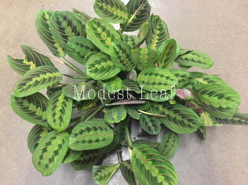 Maranta Red CUTTINGS Prayer Plant Cuttings