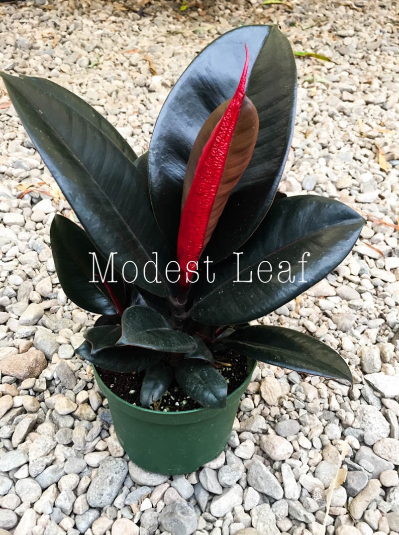Rubber Tree Plant Ficus Elastica Burgundy FICUS BURGUNDY Indoor Houseplant Easy to Grow Small Medium or Large Plant Live House Plants Gift