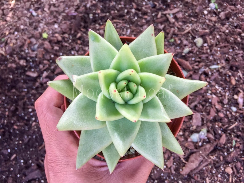 Rare Succulent Plant Gift RARE Succulent Plant Echeveria Agavoides Corderoyi Rare White Ivory Lime Cream Green Red Tip Succulent Echeverias