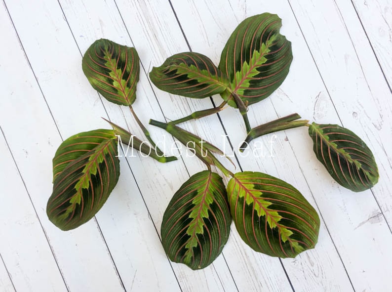 Maranta Red CUTTINGS Prayer Plant Cuttings