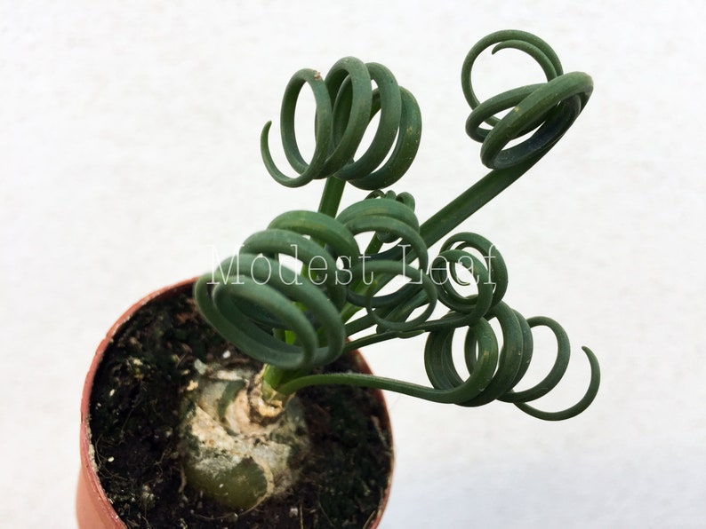 LIMITED Frizzle Sizzle Plant Albuca Spiralis LIVE Plant House Plant Frizzle Sizzle Plant Unique Curly Foliage Bulb Plant Plant Gift