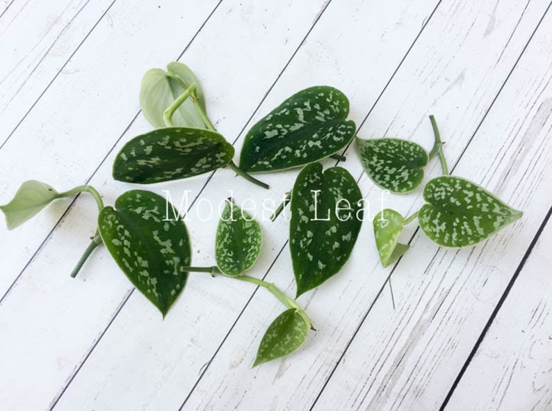 Silk Pothos Silver Philodendron Argyraeus Cuttings Silver Pothos Cuttings Satin Pothos Ferns Grasses Bamboo Home Living Efp Osteology Org