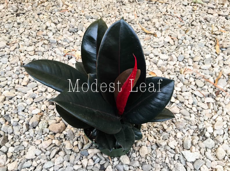 Rubber Tree Plant Ficus Elastica Burgundy FICUS BURGUNDY Indoor Houseplant Easy to Grow Small Medium or Large Plant Live House Plants Gift