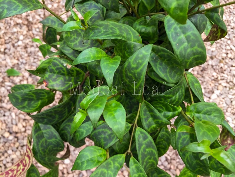 Rare Zebra Basket Vine Aeschynanthus Marmoratus Hanging Vine Plant Indoor Plant Gift Lipstick Plant Black Pagoda Easy Care Plant 6INCH