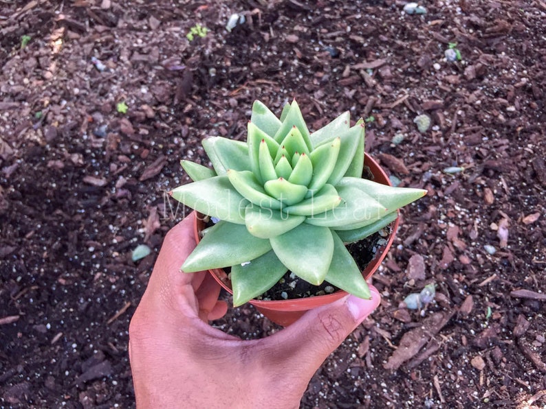 Rare Succulent Plant Gift RARE Succulent Plant Echeveria Agavoides Corderoyi Rare White Ivory Lime Cream Green Red Tip Succulent Echeverias