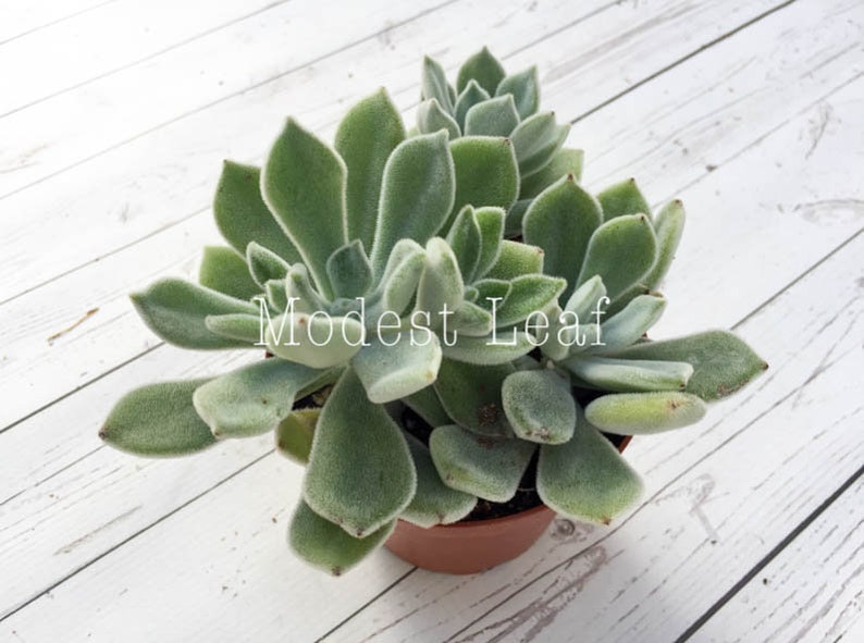 Echeveria Pulvinata Frosty White Chenille Plant Live Succulent Plant Miniature Fairy Garden Exotic Succulent Rare Plant Echeveria Pulvinata