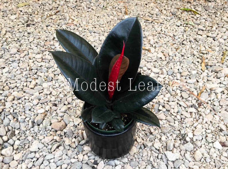 Rubber Tree Plant Ficus Elastica Burgundy FICUS BURGUNDY Indoor Houseplant Easy to Grow Small Medium or Large Plant Live House Plants Gift