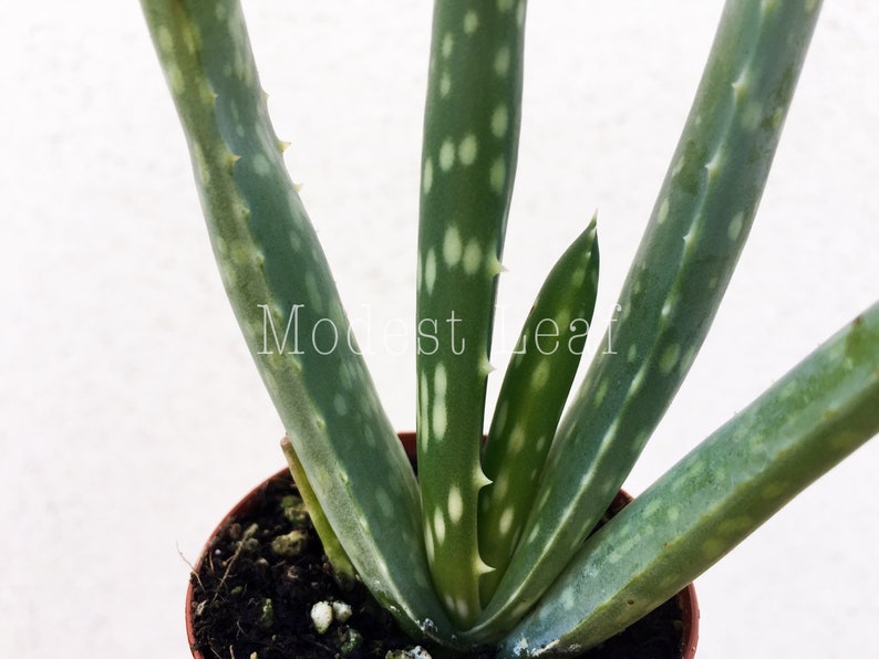 Aloe Vera Plant Medicinal Aloe Plant Drought Tolerant Plant Etsy