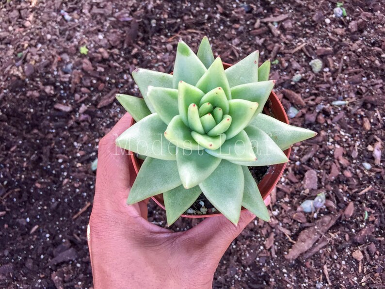 Rare Succulent Plant Gift RARE Succulent Plant Echeveria Agavoides Corderoyi Rare White Ivory Lime Cream Green Red Tip Succulent Echeverias