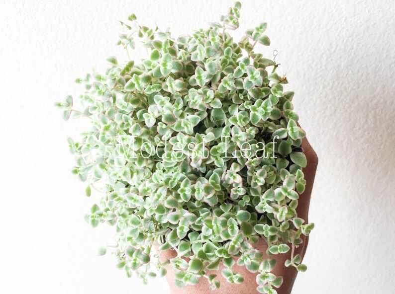 Sedum Little Missy Exotic Succulent Plant Sedum Little Missy Ground Cover Long Strand Succulent Ground Cover Succulent Rare Plant 4 in Pot