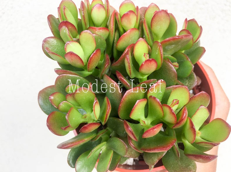 Crassula Ovata Red Tip Colorful Succulent Plant Flower Rare Etsy - image 0