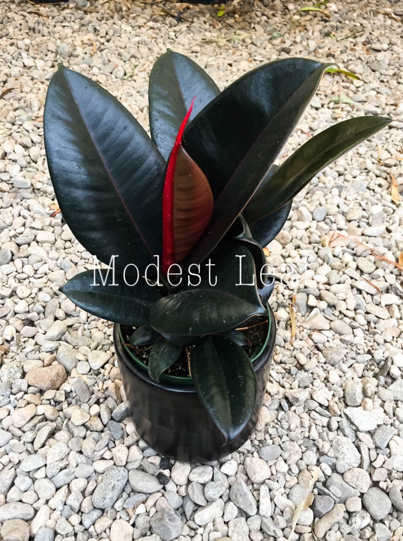 Rubber Tree Plant Ficus Elastica Burgundy FICUS BURGUNDY Indoor Houseplant Easy to Grow Small Medium or Large Plant Live House Plants Gift