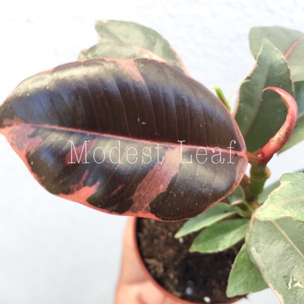 STARTER Plant Pink Ficus Elastica Decora Tineke Pink Decora Ruby Pink Rubber Plant Houseplant Desk Pink Variegated Plant Live Plants