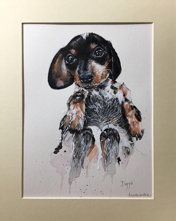 miniature dapple dachshund puppies