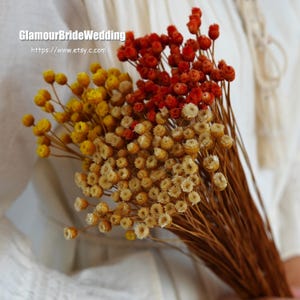 Dried Brazilian Flower Branches: Boho Wedding Decor (50pcs)