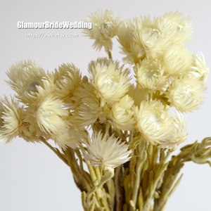 White Strawflowers / Preserved Chrysanthemum Flowers / Perfect for Wedding Home Decor DIY Floral arrangements