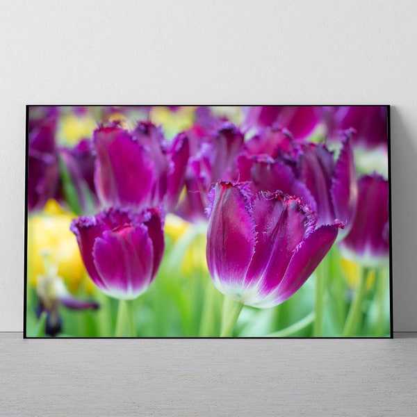 Flower Wall Art | Floral Gallery Wall | Fuchsia Prints | Tulip Wall Prints | Bedroom Decor | Flower Photography | Purple Wall Art | Tulips