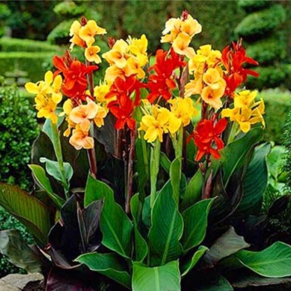 Graines de graines 20 Pcs bricolage en pot plantes extérieur bonsaï ... Graines de graines 20 Pcs bricolage en pot plantes extérieur bonsaï ...