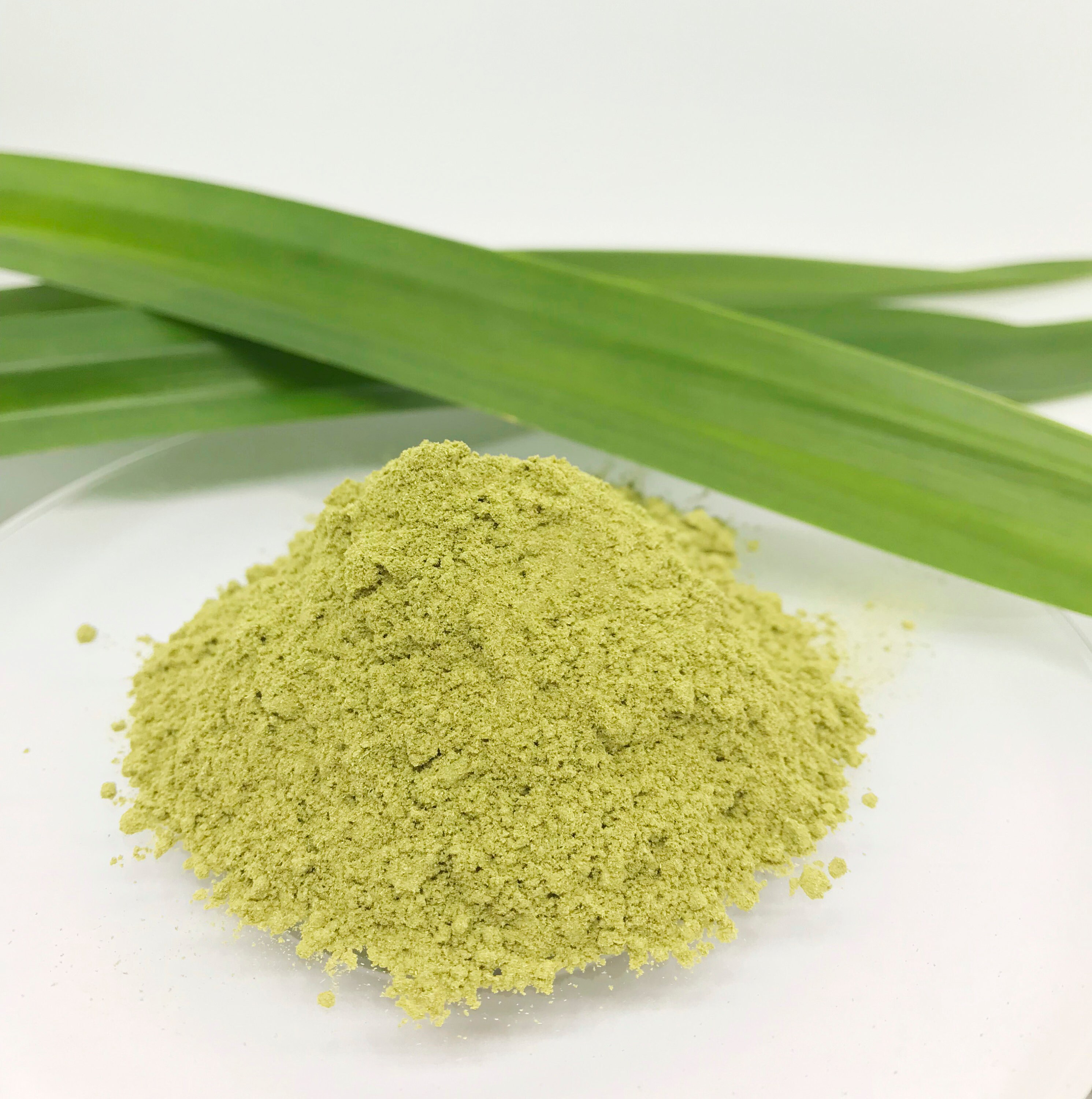 70g. Pure Fragrant Pandan Powder l Grounded Organic Pandan Etsy