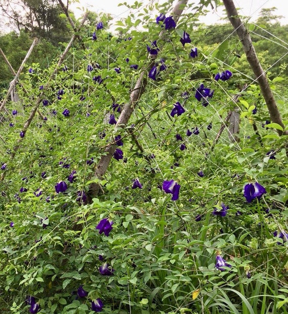 50 Seeds Thai Butterfly Pea Flower Asian Pigeonwings Clitoria Ternatea Multiple Layers Blue Pea