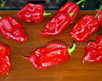 Chili Samen CGN 21500