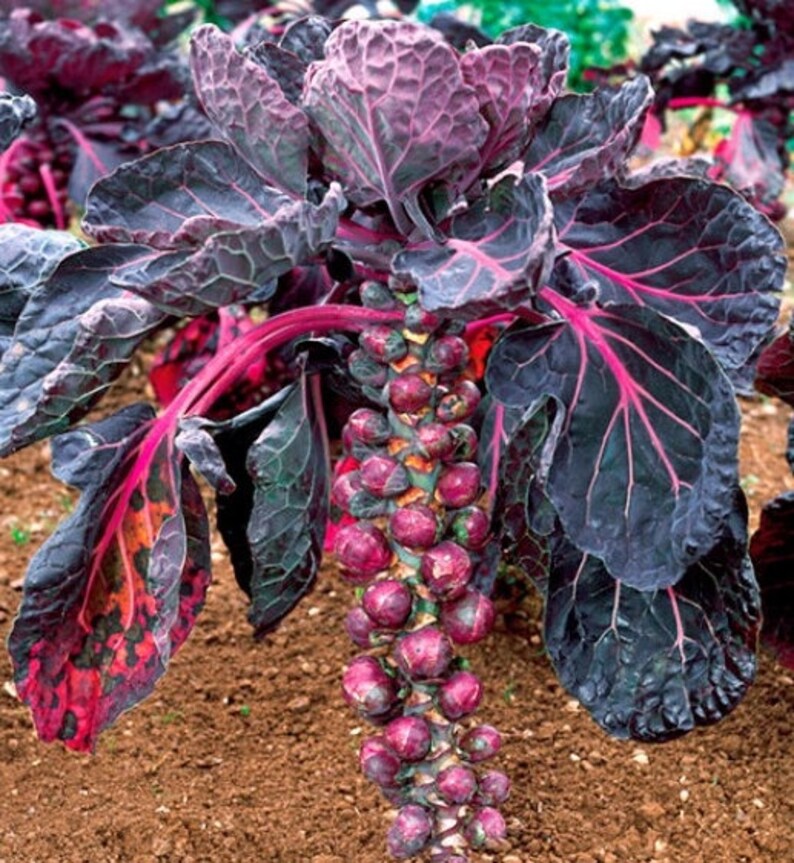 Brussels Sprout Cabbage ROSELLA PURPLE 50 Vegetable Seeds Etsy