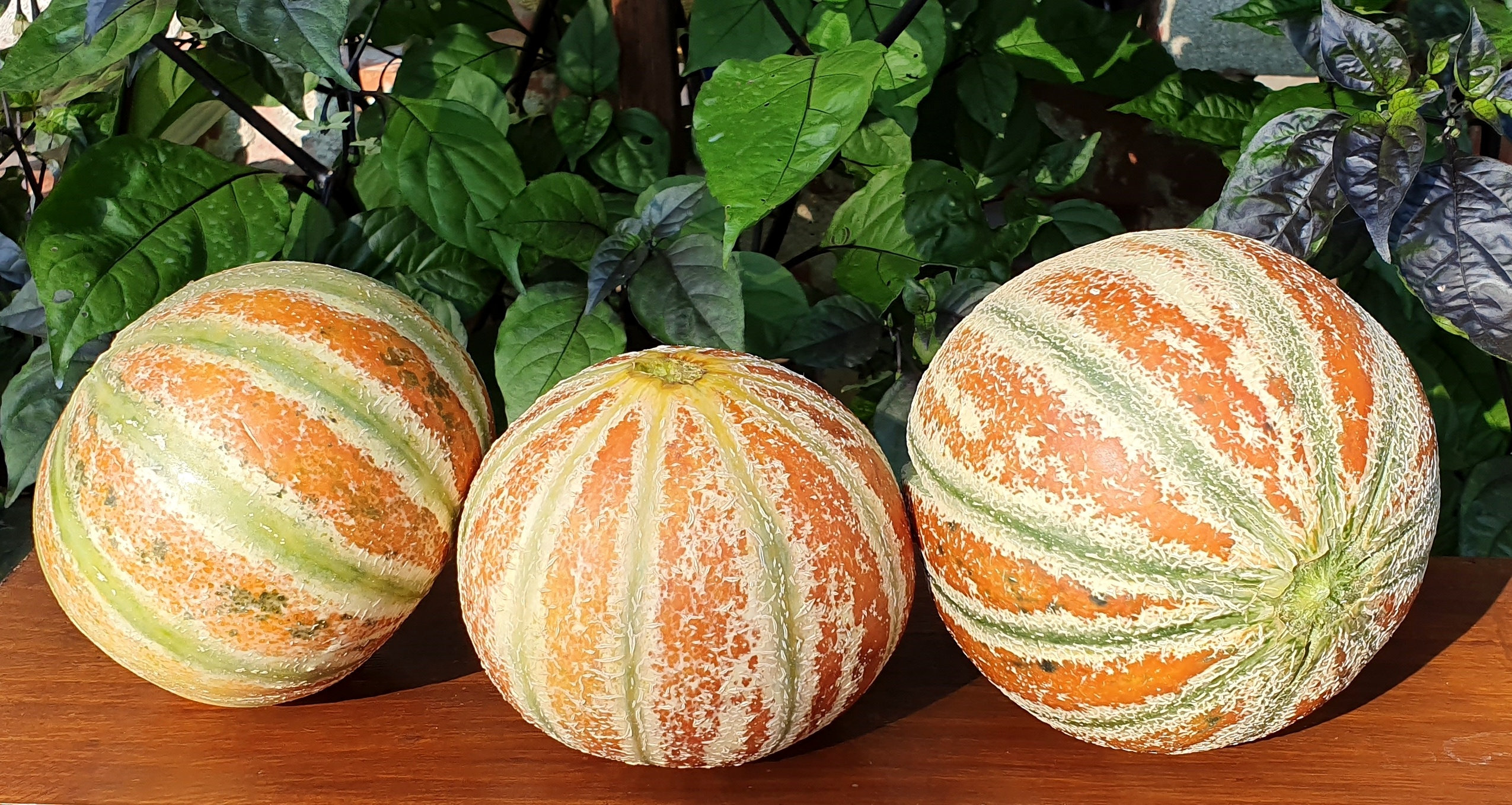 Honeydew Melon KAJARI 10 Seeds Fruit Early Variety Etsy Canada