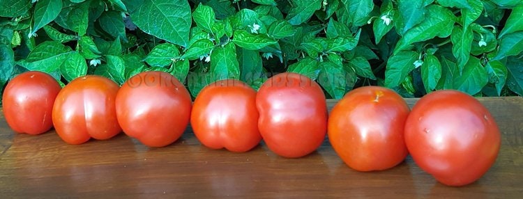20 Tomato Seeds MONGOLIAN DWARF-Mongolskyi Karlik Heirloom Early Russian Variety