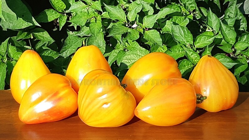 Томат ранний оранжевый розали. Сорт помидор сердце абрикосовой зебры. Томат куор де зебра абрикос. Томат жолнер биколор. Сорт помидор сердце абрикосовой зебры.