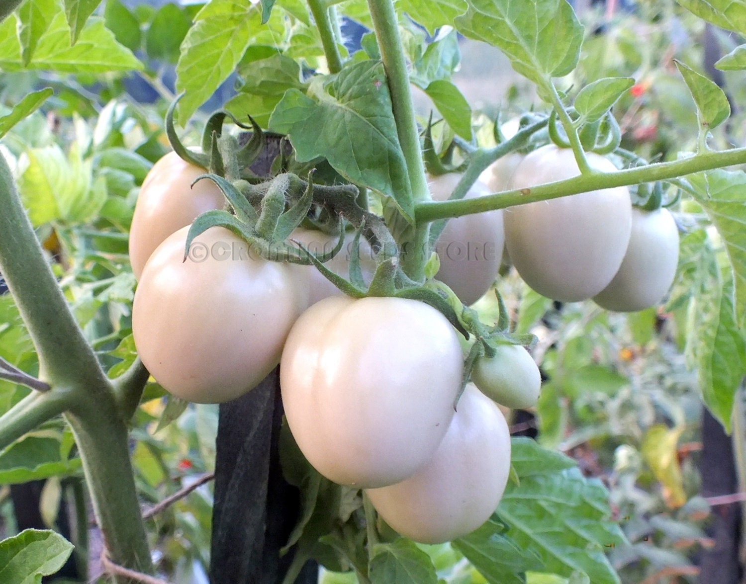 Rosa Tomaten EI VON PHUKET 10 Samen Erbstück Gemüsegarten - Etsy.de