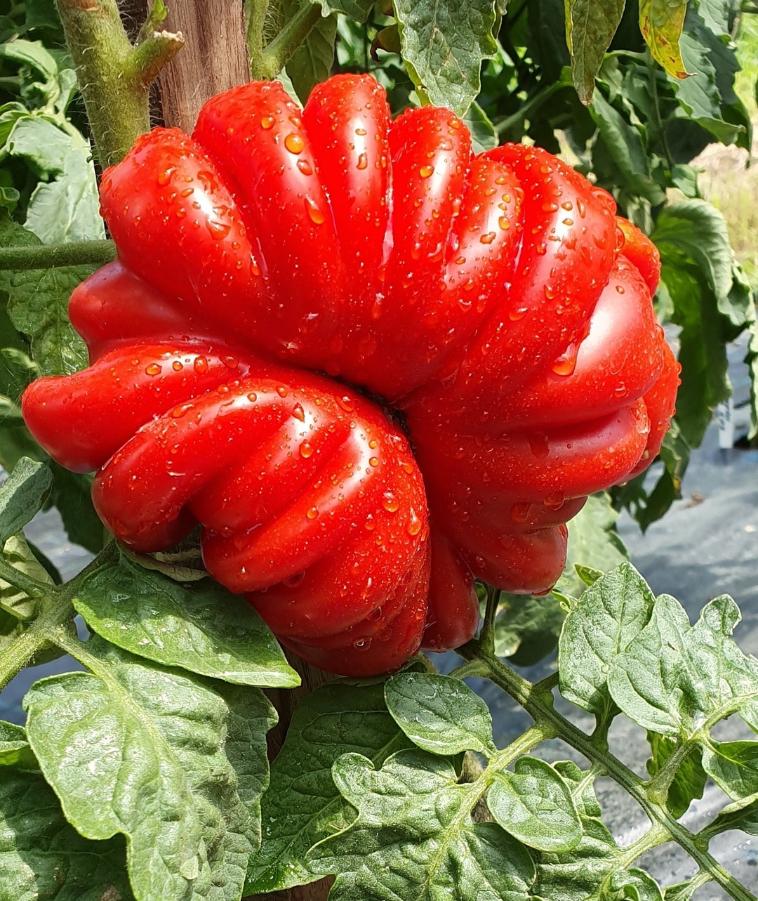 Tomato ACCORDION RED 10 Heirloom Vegetable Seeds Etsy Italia