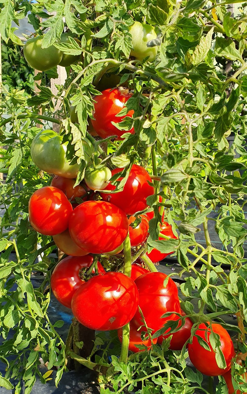 Dwarf Tomato SILVERY FIR TREE 15 Seeds Russian Heirloom Vegetable
