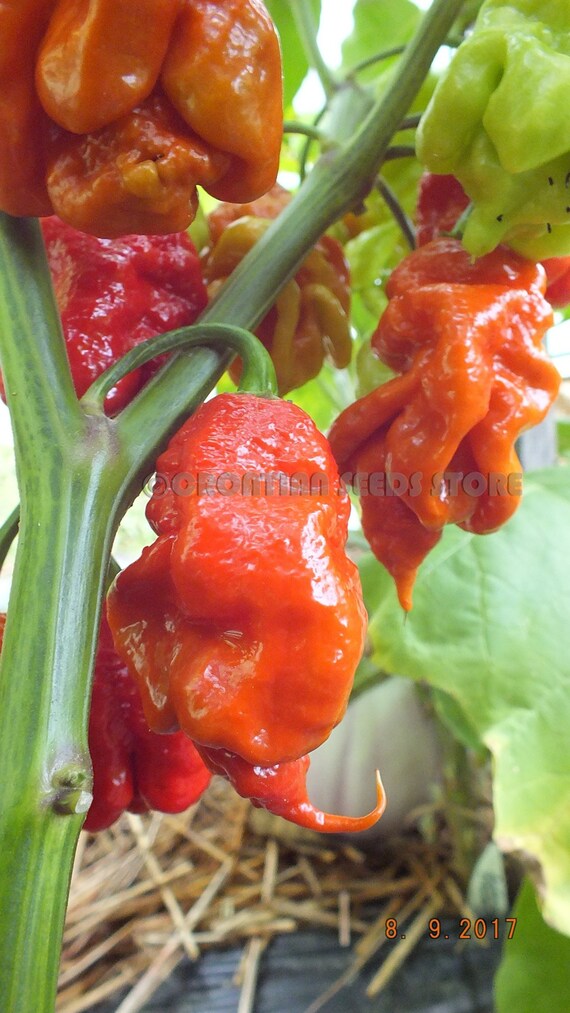 10 Hot Chili Pepper graines Carolina Reaper chocolat légumes organiques