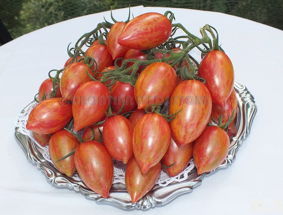 Cherry Tomato CANDY SWEET ICICLE 15 Vegetable Seeds Etsy