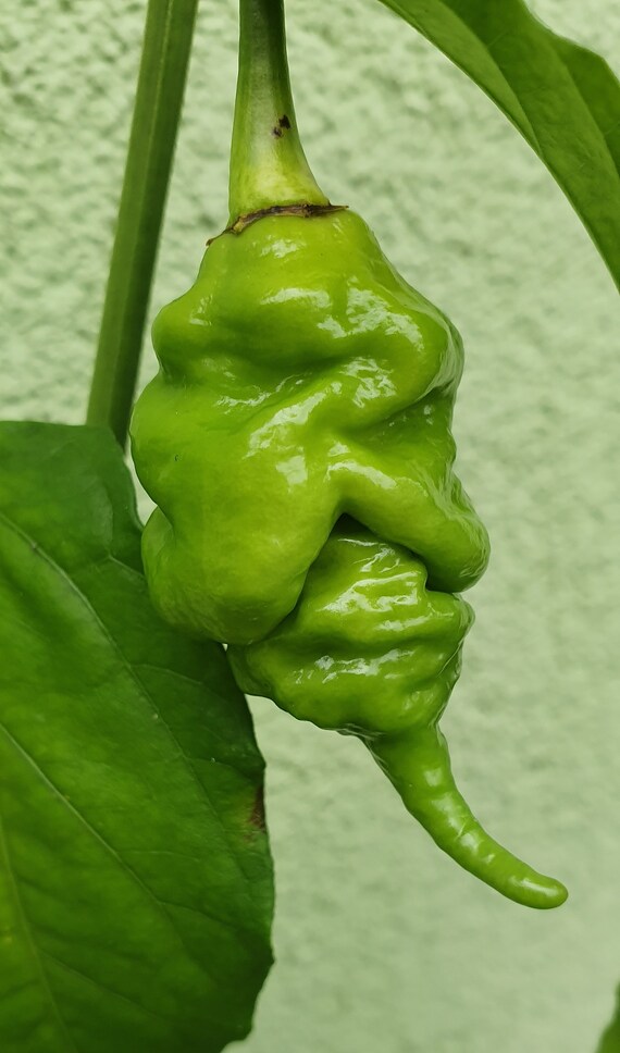 Hot Chili Pepper Orange Longtail Scorpion 10 Seeds Vegetable Etsy Canada Hot Chili Pepper Orange Longtail Scorpion 10 Seeds Vegetable Etsy Canada