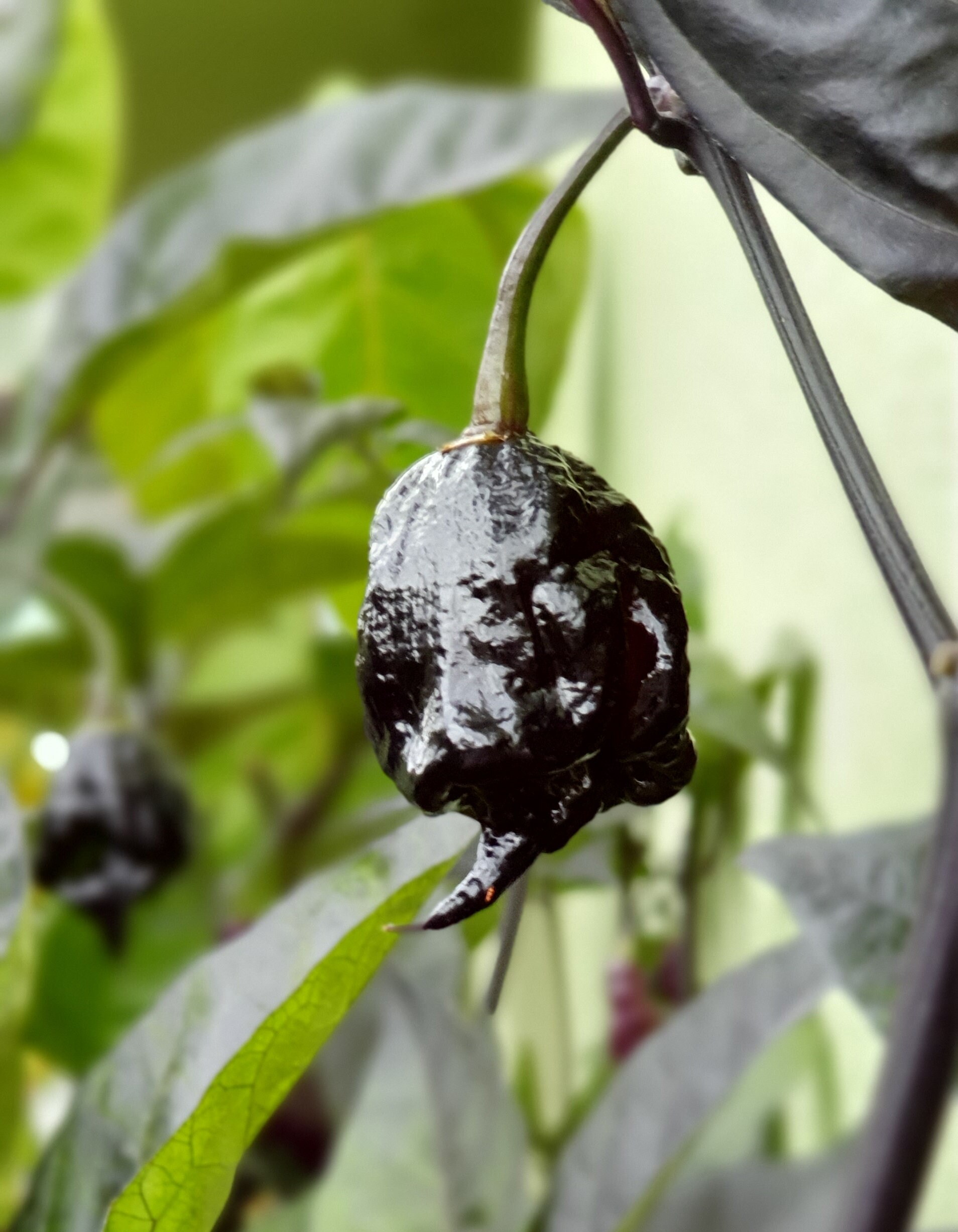 Extremely Hot Chili Pepper PURPLE REAPER 10 Seeds Vegetable Etsy